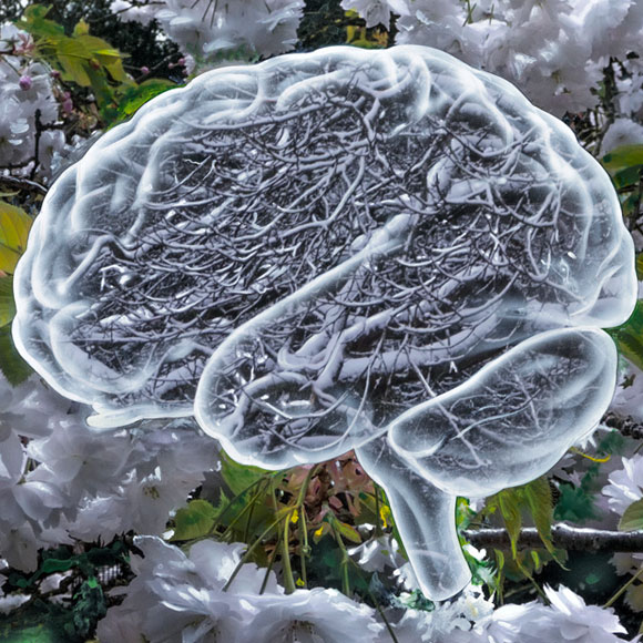 מהי פנינה? שטיפת מוח 147