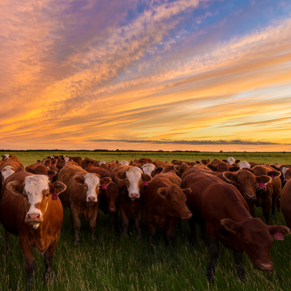 שיא בפליטת המתאן העולמית