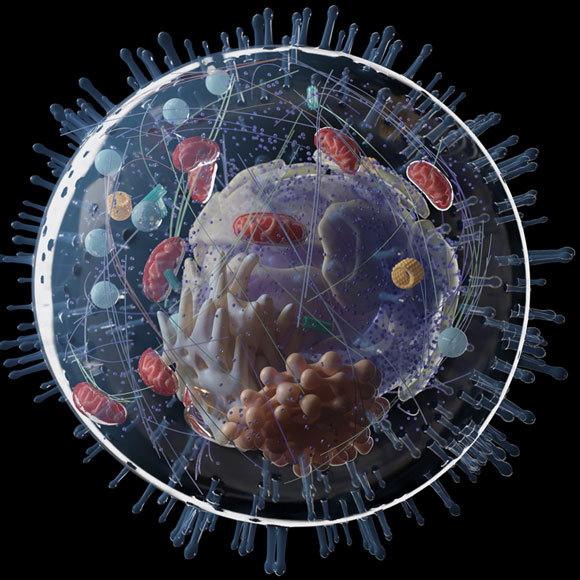 ה”אברונים” שאינם באמת אברונים