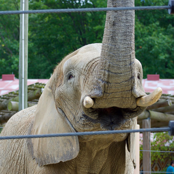 הרמאות שהובילה לשפה