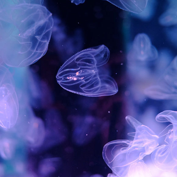 סוד ההצלחה של המין הפולש: קניבליזם