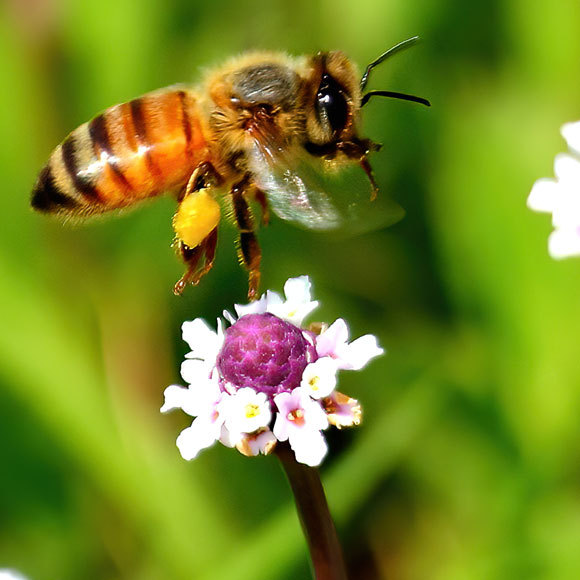 האולר השוויצרי של דבורת הדבש