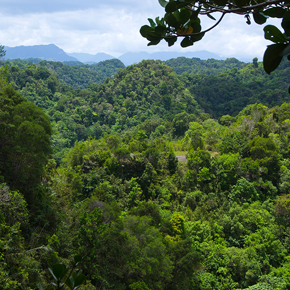 ההשפעות ארוכות הטווח של שינויי האקלים על היערות בעולם