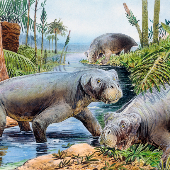 ישנים בחורף, כבר 250 מיליון שנה