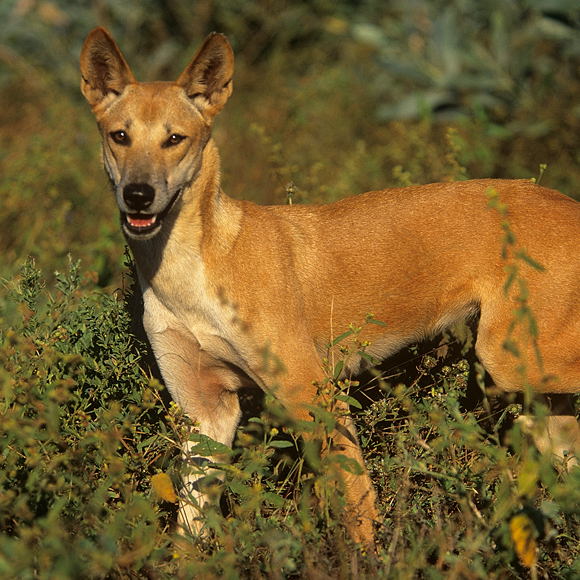 הרעל שמגדיל את כלבי הדינגו
