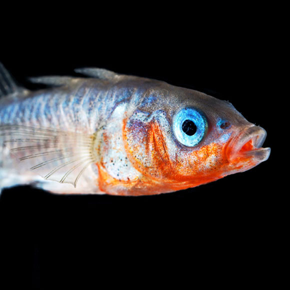 הטרף שהיה לטורף