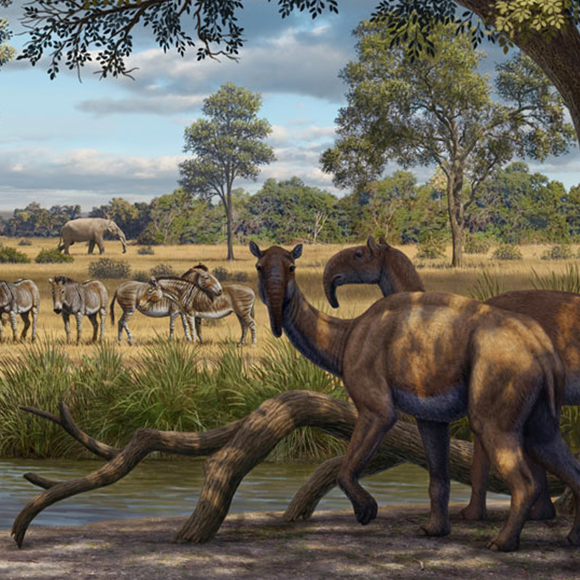 מכונת זמן ושמה ספארי