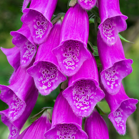 מחליטות צמחים לתרופות בבית המרקחת