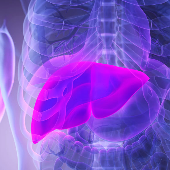 מתא עור לכבד מתפקד