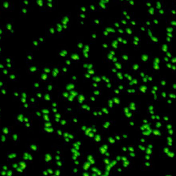 קפאו בזמן: חיידקים בני 100 מיליון שנים