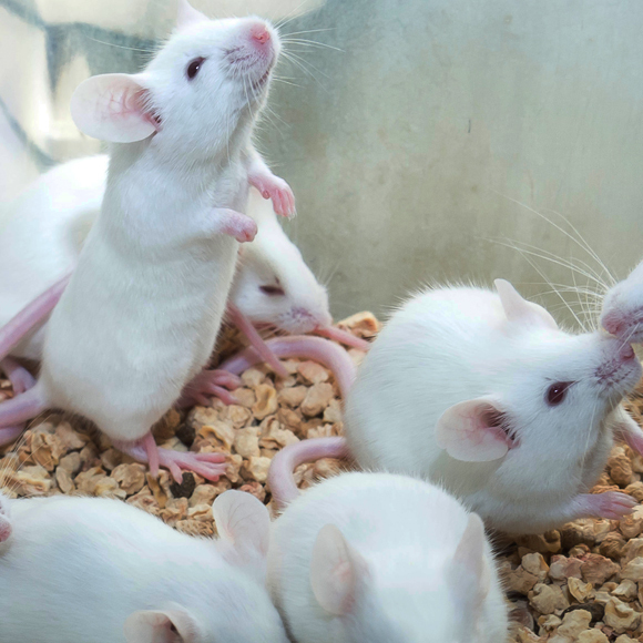 בעלת הברית הסמויה של הסרטן