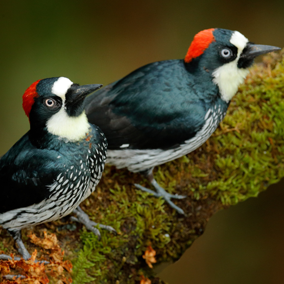 כולם מוזמנים לקרב הנקרים הגדול