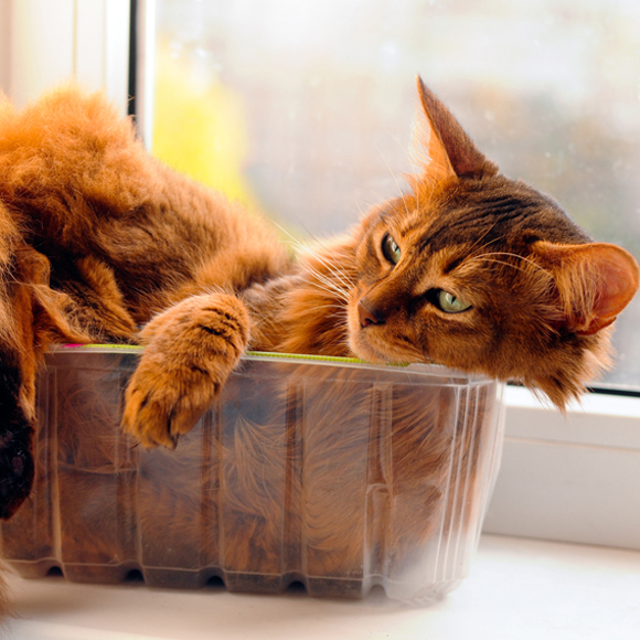 מזוג לי חתול