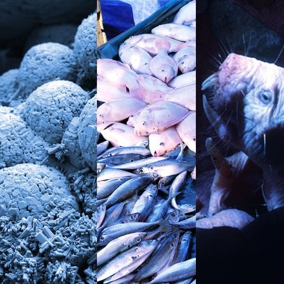 מהנשמדע 30/10 – מחקרים חדשים ביותר