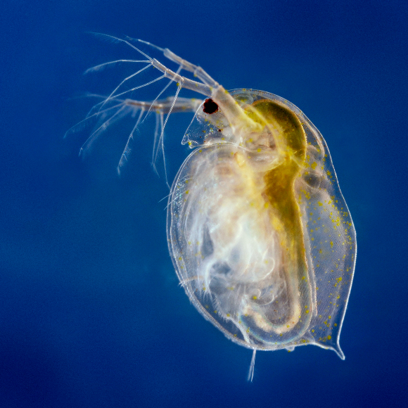 נקמת האצה המיקרוסקופית