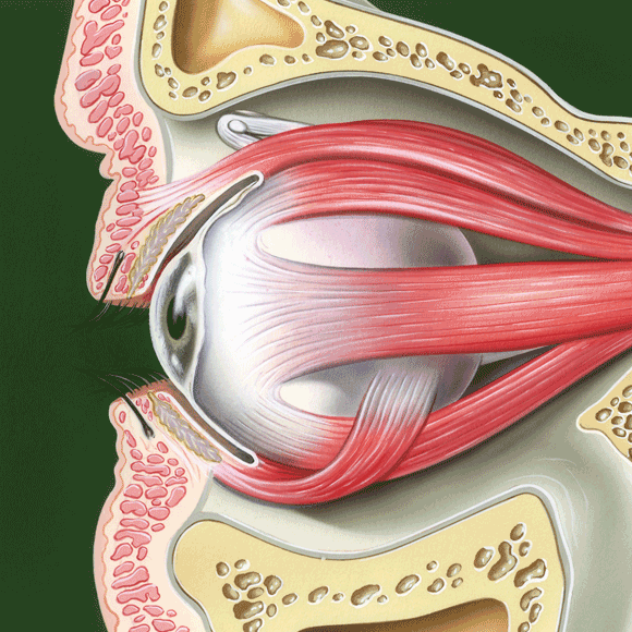 למה העין שלי קופצת?