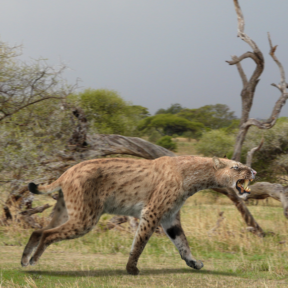 חייהם הסודיים של החתולים השנחרביים