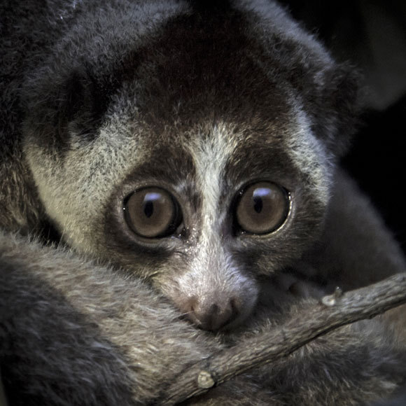 הנשק האיום של הלוריס האיטי