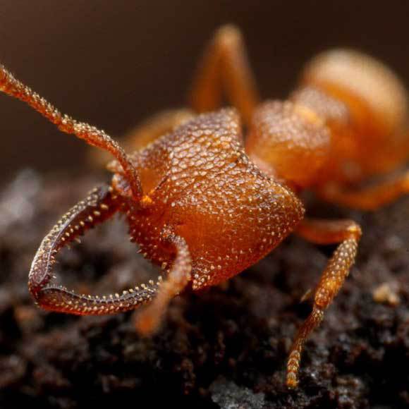 מהירים, עצבניים ו… קטנים