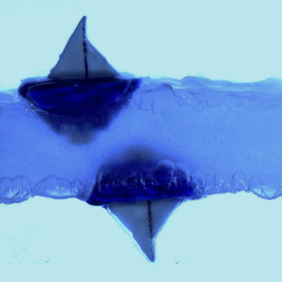 לשוט על הים ההפוך