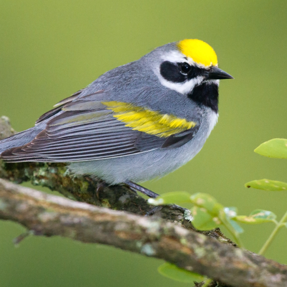 Kommt ein Vogel geflogen
