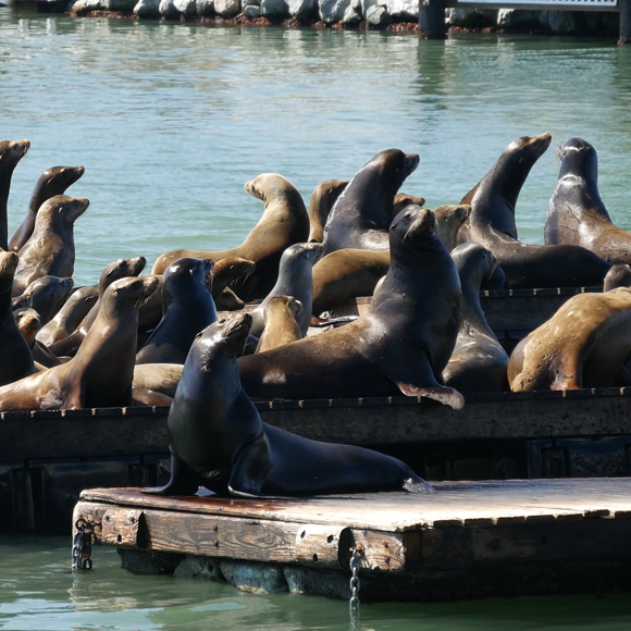 Seelöwen im Herzen der Stadt