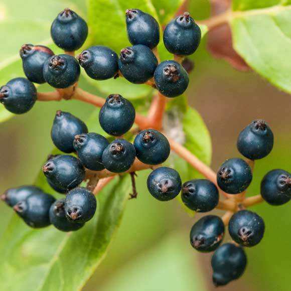 סוד הפרי הכחול