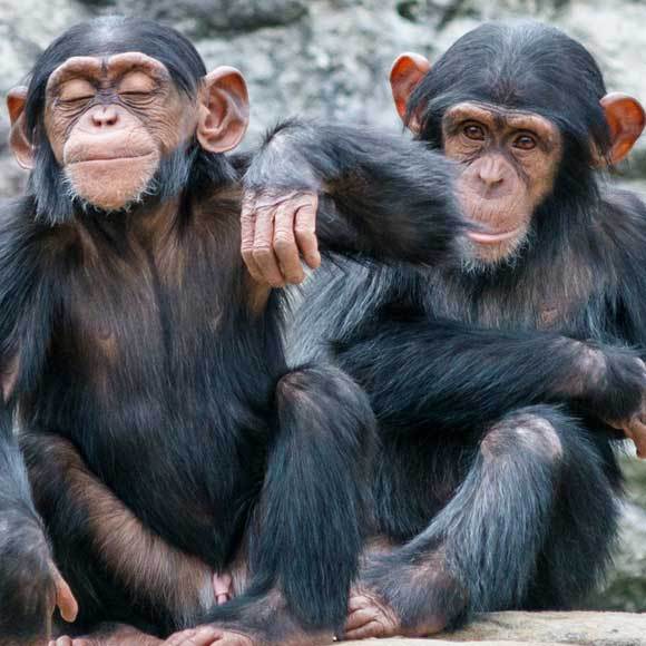 ההקנטות האנושיות של השימפנזים