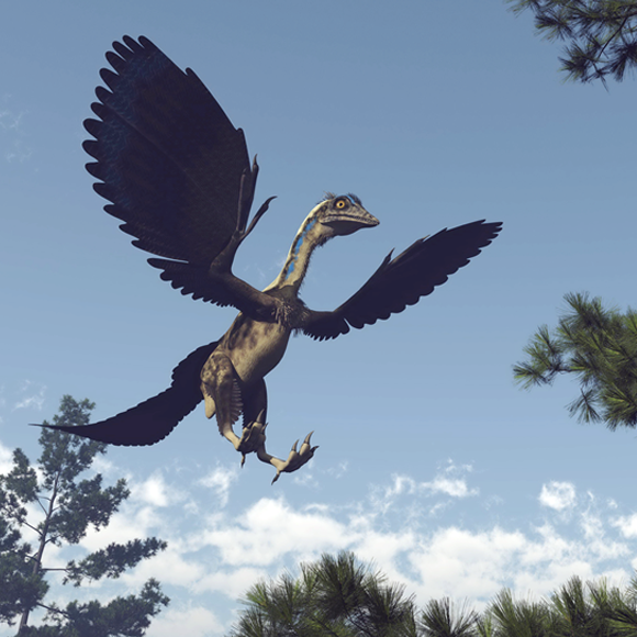 מוצָא הנוצה