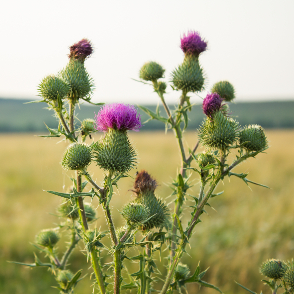 למה צמחים הופכים לקוצים?