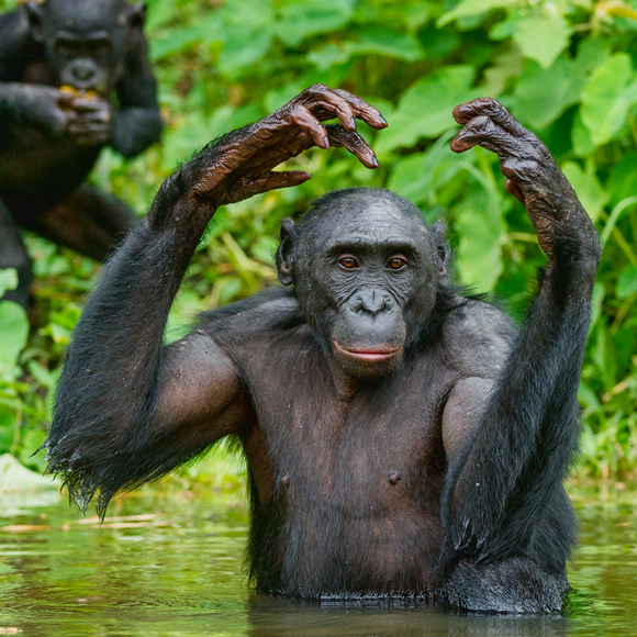 لغة الإشارة العالميّة للقرود