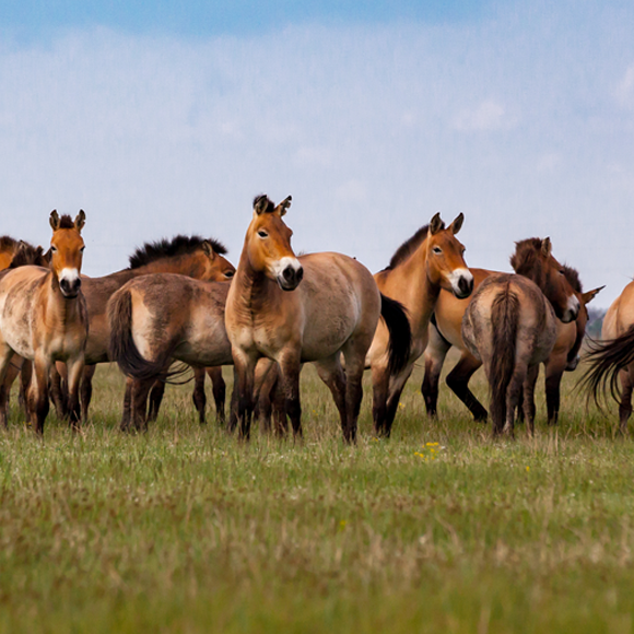הסייח והאתיקה של השימור