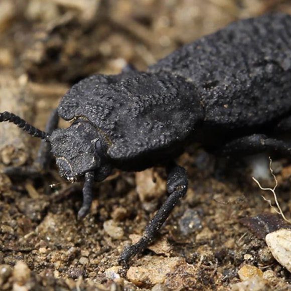 סוד חוזקה של החיפושית השטנית