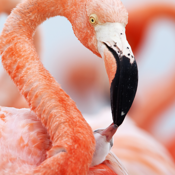 Säugende Spinnen und Kakerlakenmilch