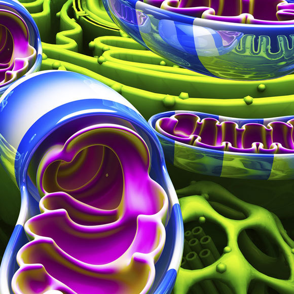 מנגנון ההישרדות של הגֵן האנוכי