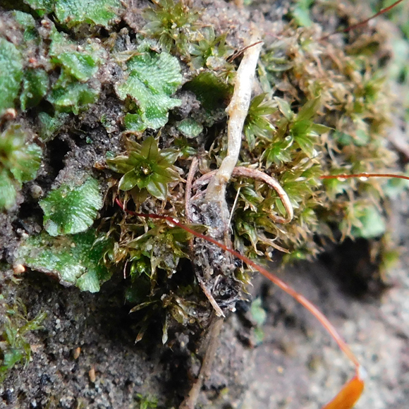 להירטב להתעורר לאהוב