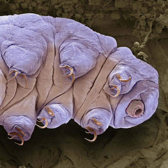 המגן הפלואורסצנטי של דובוני המים