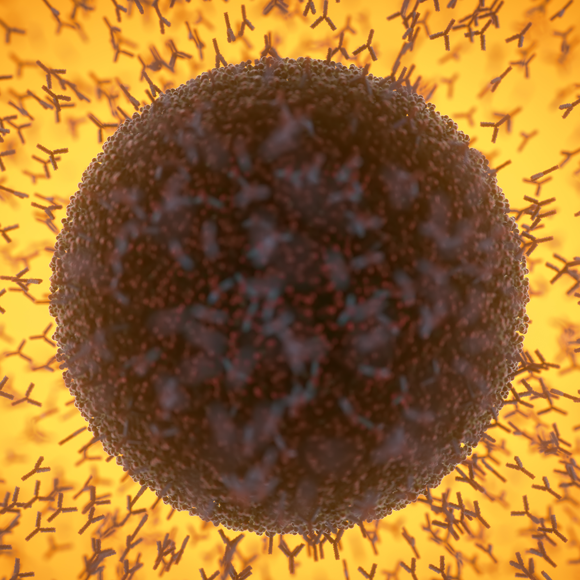 האם חולי קורונה שהבריאו אכן מחוסנים?