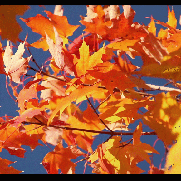 Nicht für immer grün: Die Chemie der Laubverfärbung