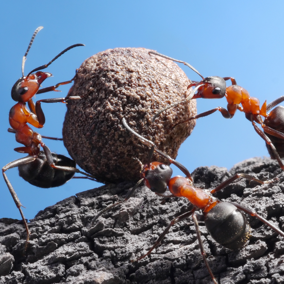 בלי כנפיים מגיעים רחוק