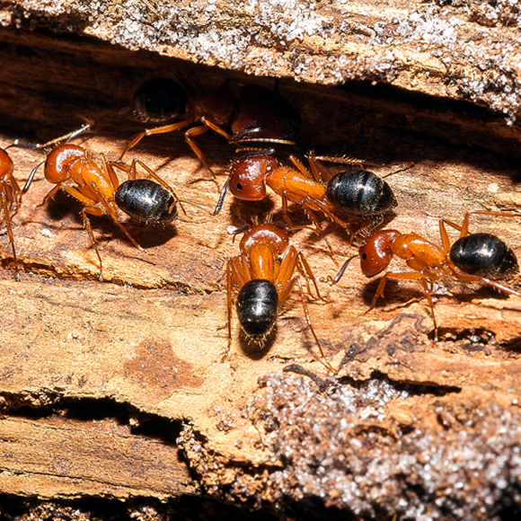 האנטיביוטיקה של הנמלים