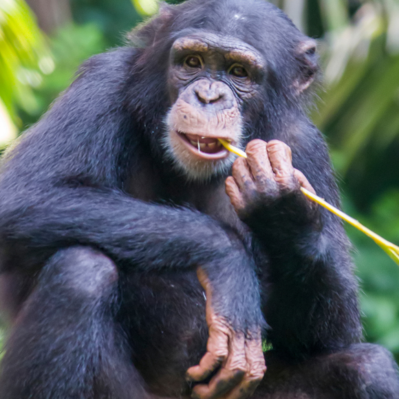 Die Werkzeugkiste der Tiere