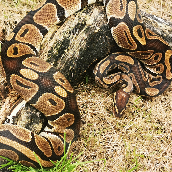 רבייה? אני כבר אעשה את זה בעצמי
