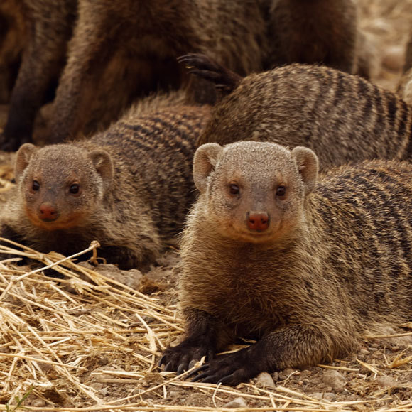 מלחמה למען הדורות הבאים
