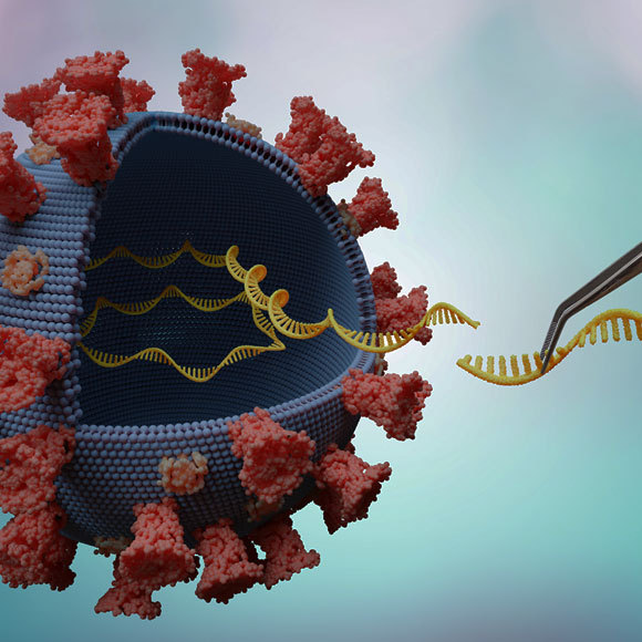 חיסוני RNA: מצא את ההבדלים