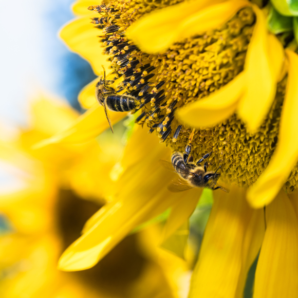 ללמד את הדבורים