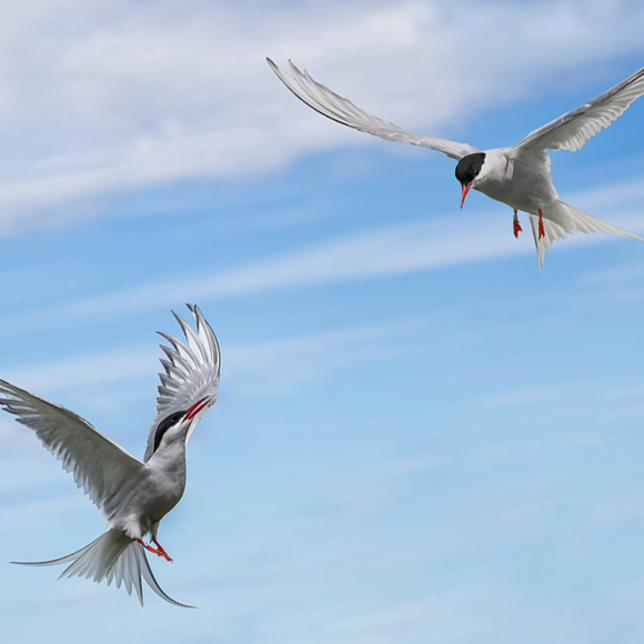 מגנט של חוש