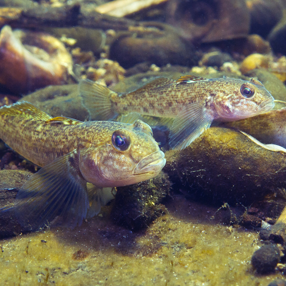 חוש המישוש של הדגים