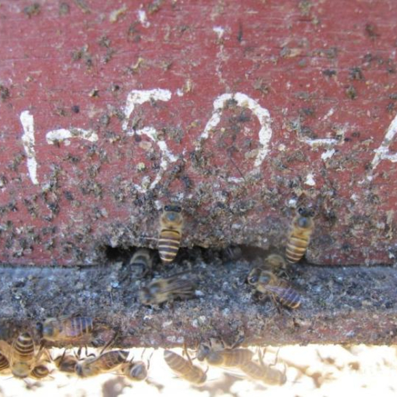 הטריק המסריח של הדבורים