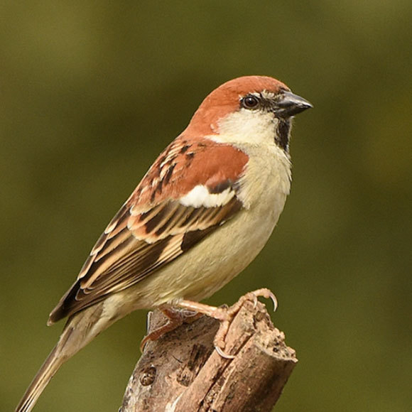 עשבי המרפא של הדרורים